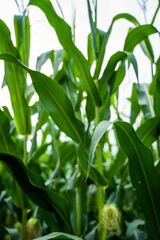 Obraz premium Green cornfield offering a vertical view of growing maize plants with lush leaves and developing cobs. Symbolizing agricultural prosperity. Sustainable farming