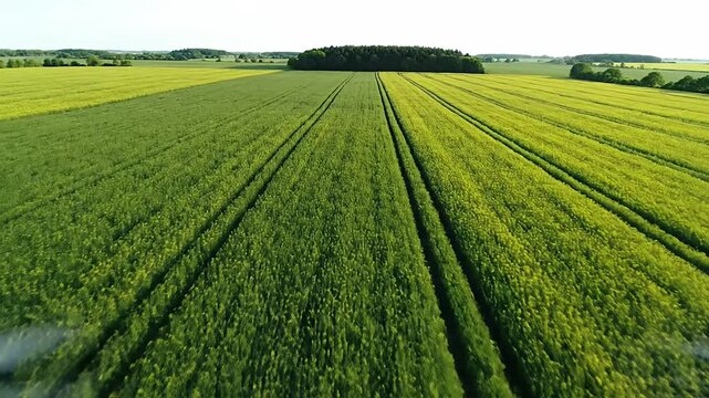 Expansive agricultural fields displaying parallel crop rows and contrasting vegetation colors under bright sky