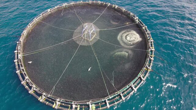 Close up aerial shot of a circular fish farming cage floating in the Atlantic Ocean near Tenerife, revealing net structure and marine activity.