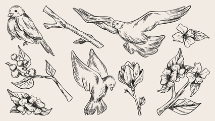 Sketch flying and perched birds, tree branches witn flowers, set of vector illustrations. Vintage botanical monochrome floral pattern, hand drawn spring design elements with magnolia blossom © klyaksun