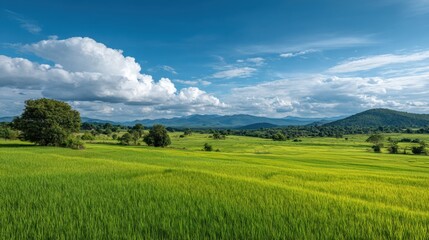 Fototapeta premium Lush Green Rice Fields Under a Clear Blue Sky with White Clouds and Rolling Hills in the Background Capturing Serene Nature Landscape