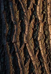 Naklejka premium Rough tree bark with lichen illuminated by sunlight