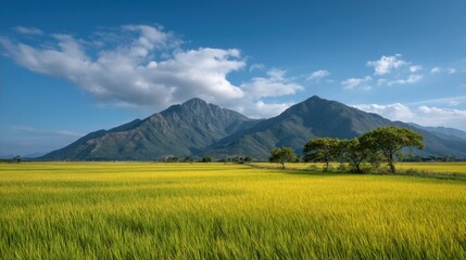 Fototapeta premium Majestic Mountains Overlooking Golden Rice Fields Under Bright Blue Sky with Fluffy Clouds in Stunning Scenic Landscape
