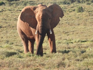 Fototapeta premium elephants in the savannah