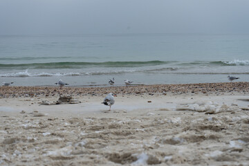 Obraz premium Lonely seagulls on a calm sandy beach with snow by the winter sea