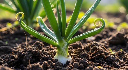 Fresh scallions growing in the backyard