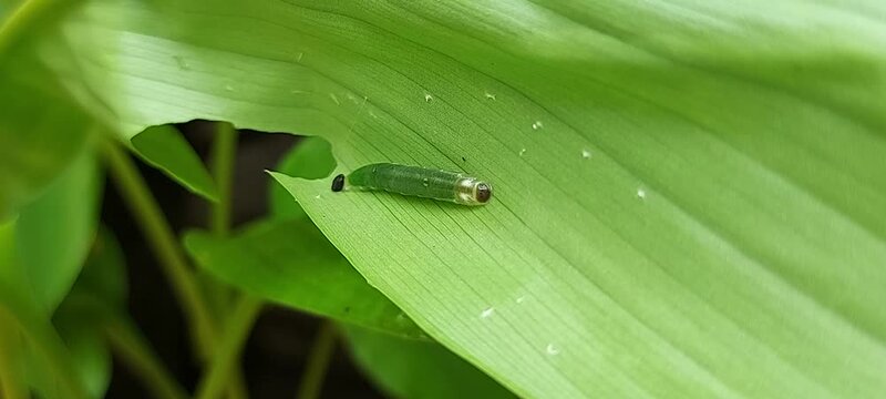 Caterpillars or worms on turmeric leaves in the garden