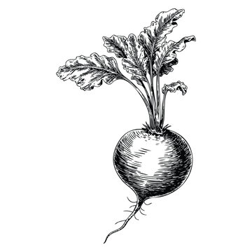 Vintage black and white vector illustration of turnip vegetable hand drawn sketch representing eco food organic farming and healthy ingredient artwork