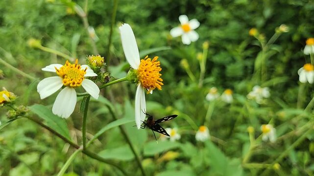 Tiger Grass Borer moth (Amata sp.) perched on a wild white daisy flower (Bidens pilosa) in a green field. Nature photography showcasing insect pollination and biodiversity.
