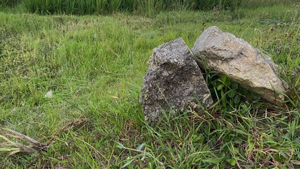 Two natural stones are situated on a stretch of green grass in a rice field area, displaying rough textured details with a serene rural atmosphere.