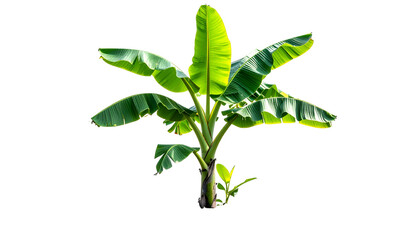 Isolated tropical plant with large green leaves on a black background, vibrant and fresh
