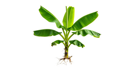 A small banana plant with large green leaves and exposed roots against a black background