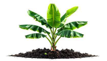 Lush green banana plant sprouts from dark soil against a transparent background
