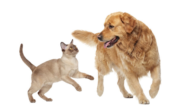 a playful golden retriever dog and a cute siamese cat interact joyfully in a studio setting, capturing the essence of interspecies friendship and companionship.