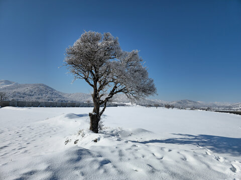 Winter landscape with a snow field, a lone snow‑covered tree, distant mountains, and clear sunlight, creating a bright and peaceful atmosphere on a cold winter day.  
📍Marivan, Kurdistan 