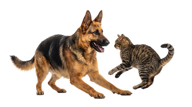 german shepherd dog and tabby cat in playful interaction, isolated on a transparent background, studio png image.