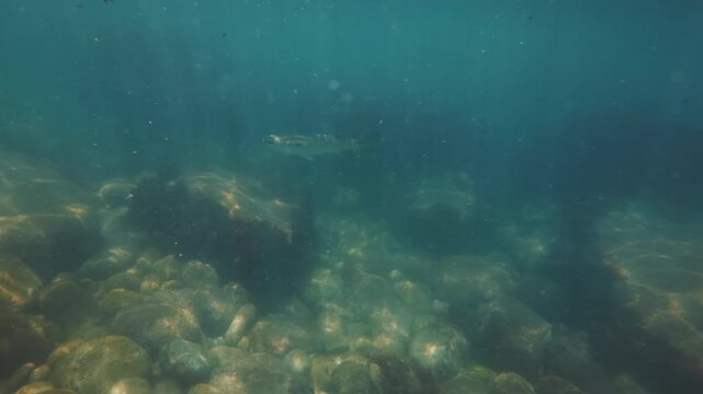 Underwater footage of the single mullet fish swimming in the coastal shallow area of the Atlantic Ocean in Brazil