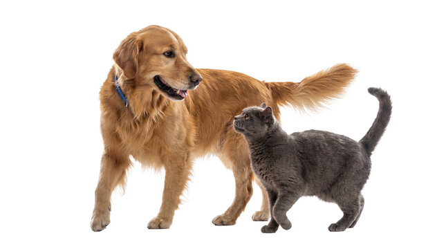 a friendly golden retriever dog and a curious grey cat stand side-by-side, looking in opposite directions, suggesting a peaceful coexistence and contrasting personalities.