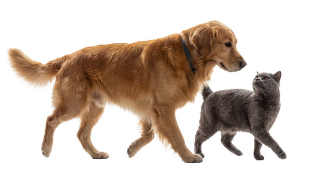 a golden retriever dog and a grey cat walk together, their bodies aligned and gazes meeting with clear mutual interest on a transparent background.