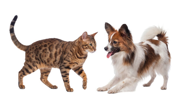 png image of a bengal cat and papillon dog looking at each other, isolated on a transparent background for versatile design applications.