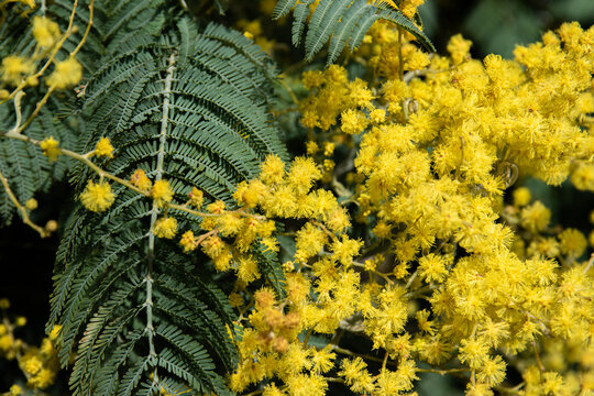 Belle et grande feuille de mimosa dans un arbre fleuri