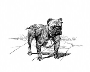 Dog illustration, hand made ink drawing, isolated on white background, realistic detailed fur, clean modern engraving style.