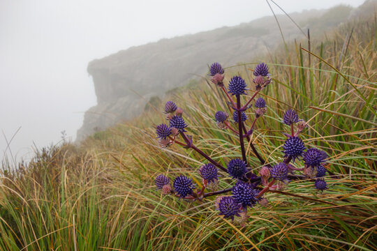 Eryngium planum, the blue eryngo plant, in high altitude area of Itatiaia national park. Rio de Janeiro, Brazil
