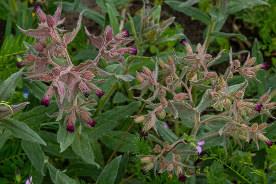 Brown Gromwell exhibits dark flowers amid pubescent bracts in a lush garden setting during springtime