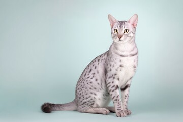 silver egyptian mau sits gracefully against a soft pastel backdrop while showcasing its striking features during a playful moment