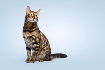 Obraz premium Beautiful Toyger Longhair cat sitting gracefully against a soft blue backdrop, showcasing its striking patterns and vibrant personality