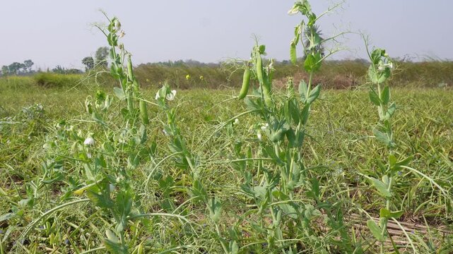 Green pea plant with pods and flowers in field