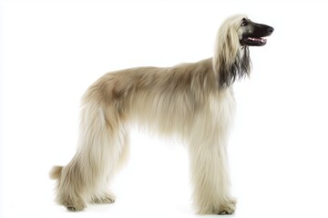Afghan hound stands tall against a white background showing its long fur and proud posture in a studio setting