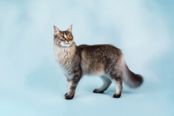 Majestic asian semi-longhair feline posing gracefully against a soft blue background in a cozy indoor setting