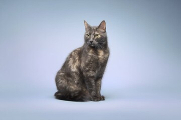 Beautiful gray Australian Mist cat sits gracefully against a soft blue background, showcasing its unique coat and captivating eyes during a peaceful moment