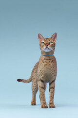 Beautiful and elegant Ocicat cat standing proudly against a soft blue background in a serene indoor setting