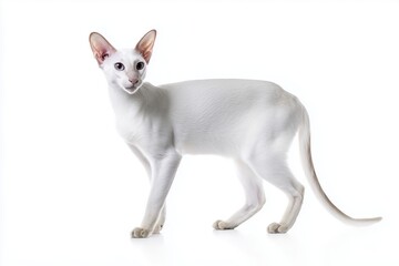 Obraz premium Elegant white Oriental Shorthear cat gracefully poses against a bright backdrop in a playful moment of curiosity