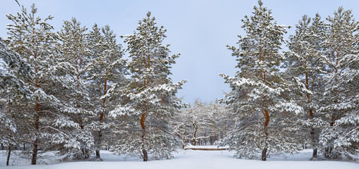 winter fir tree forest in snow under blue cloudy sky, seasonal outdoor scene