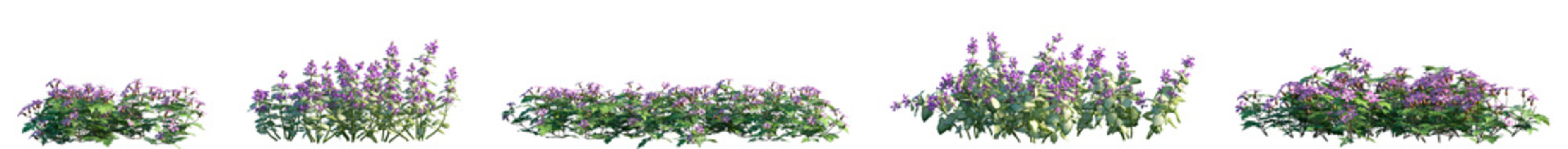 Set of Geranium robertianum and Lamium maculatum flowering frontal isolated png on a transparent background perfectly cutout