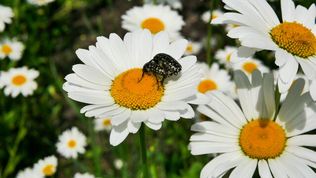 Close-up of two black beetles mating on a white daisy with a bright yellow center in a sunny garden. The macro image captures natural insect reproduction and pollination behavior among blooming summer