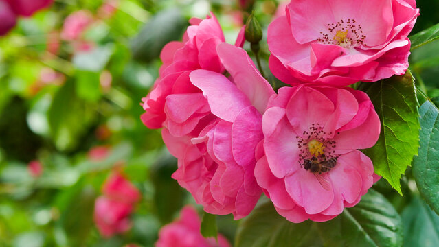 Close-up of blooming pink roses in a garden with a bee collecting nectar from the flower center. The vibrant petals contrast with fresh green foliage, capturing natural pollination activity in spring 