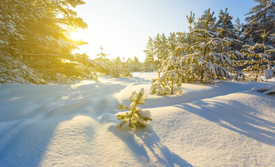 snowbound winter fir tree forest  at the sunset, seasonal outdoor evening scene