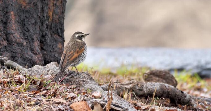 dusky thrush standing on the ground in a park