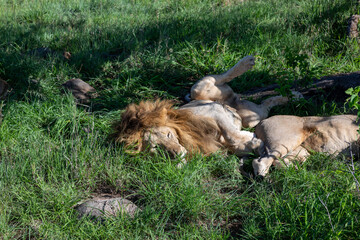 Ein L&ouml;we liegt im Gras auf dem R&uuml;cken unter einem Baum in Afrika