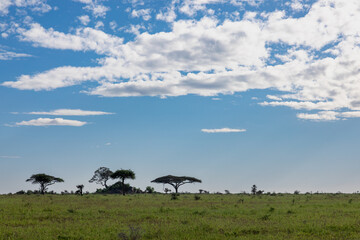 Kopjes, die Inselberge der Savanne in Afrika. Hier in der Serengeti von Tansania.
