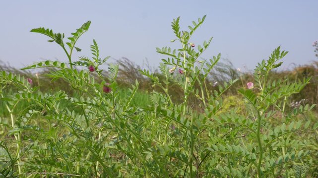 Green Chickpea Plant with Pink Flowers