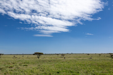 Blick in die Serengeti von Tansania