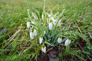 First spring white crocus flowers emerging in grass, signaling spring coming