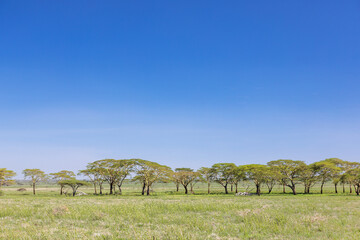 Akazien in der Serengeti