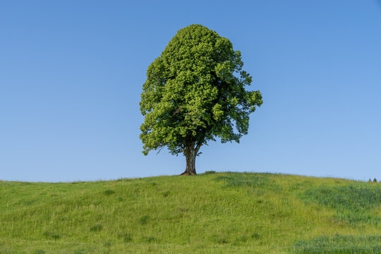 Lone tree standing on green hill in Wildsteig, Bavaria, Germany
