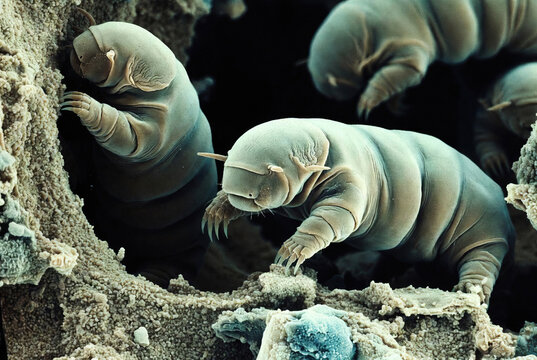 Enlarged image of dust mites on a mattress Causes of allergies and asthma Dermatophagoides pteronyssinus and Dermatophagoides farinae